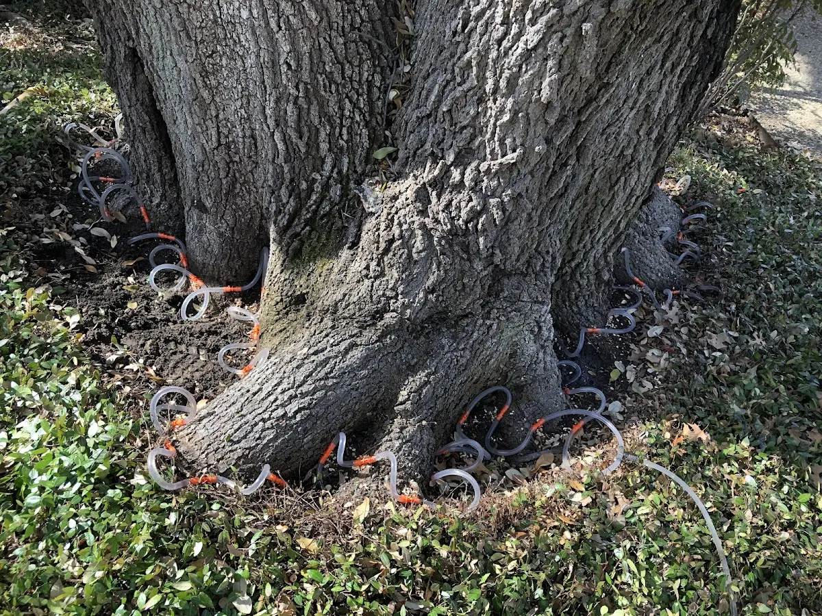 Detailed Tree Cabling and Bracing job site in Kooskia